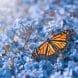 Fotografía de Mariposa Monarca posada sobre flores azules