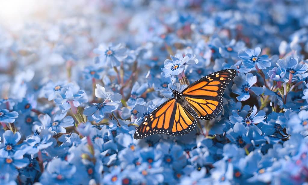 Fotografía de Mariposa Monarca posada sobre flores azules